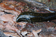 Haemopis