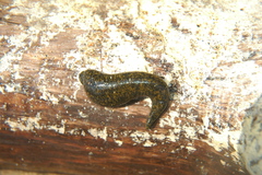 Haemopis