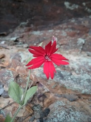 Silene rotundifolia
