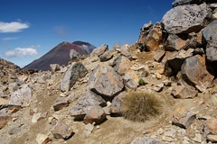 Rytidosperma setifolium