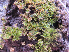 Trichostomum crispulum