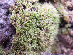 Trichostomum crispulum