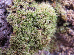 Trichostomum crispulum