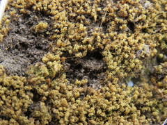 Trichostomum crispulum