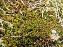 Trichostomum crispulum