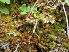 Trichostomum crispulum