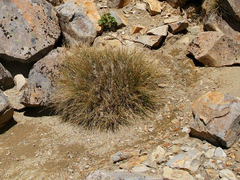 Rytidosperma setifolium