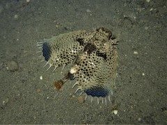 Dactyloptena orientalis