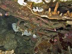 Dunckerocampus dactyliophorus