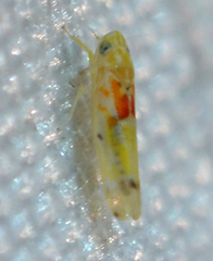 Erythroneura octonotata