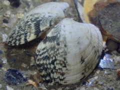 Ruditapes philippinarum