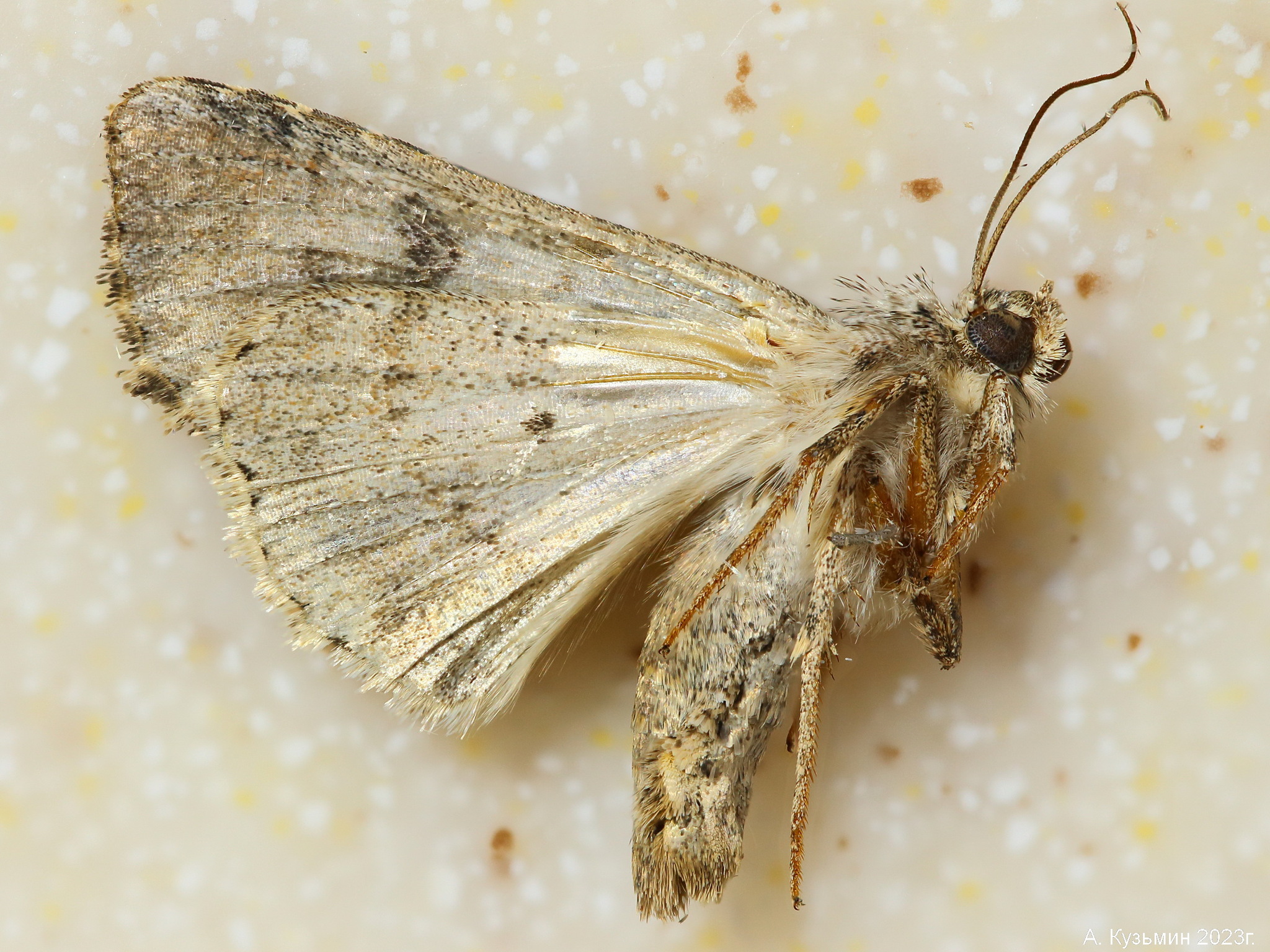 Совка Садовая Ясная (Hecatera bicolorata)