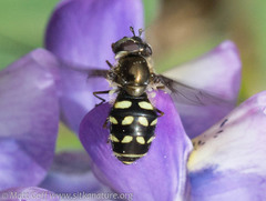 Lupinus nootkatensis