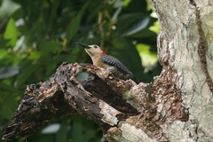 Jamaican Woodpecker photo 4