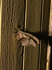 Antheraea polyphemus