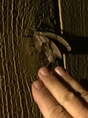 Antheraea polyphemus