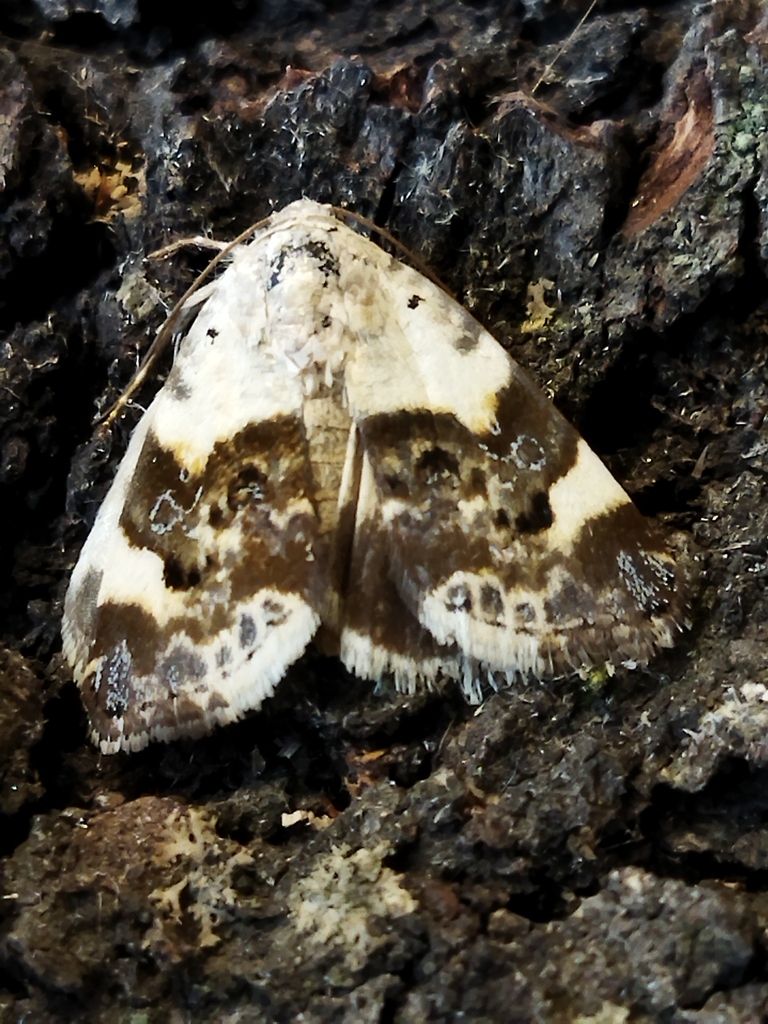 Pale Shoulder