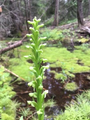 Platanthera aquilonis