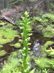 Platanthera aquilonis