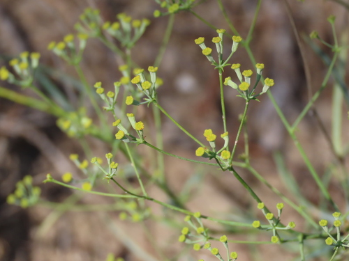 Representative image of Bupleurum fruticescens