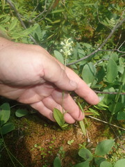 Platanthera clavellata image