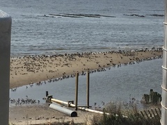 Calidris canutus rufa