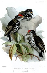 Speckle-Chested Piculet photo 2