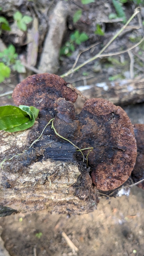 Fuscoporia gilva · July 2023 · photo: © atsushi_nakajima_cirque (iNaturalist, cc-by)