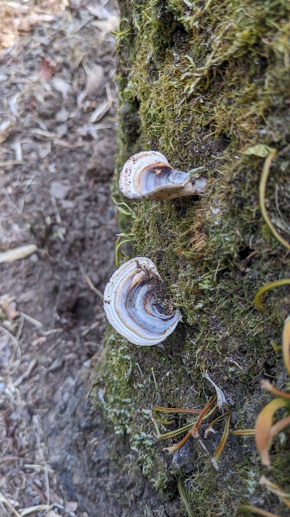 Microporus affinis · July 2023 · photo: © atsushi_nakajima_cirque (iNaturalist, cc-by)