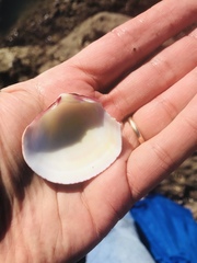 Semele decisa