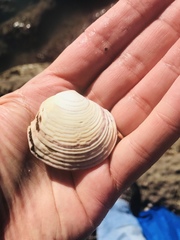 Semele decisa