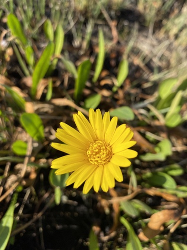 Marsh Gerbera (Gerbera galpinii)