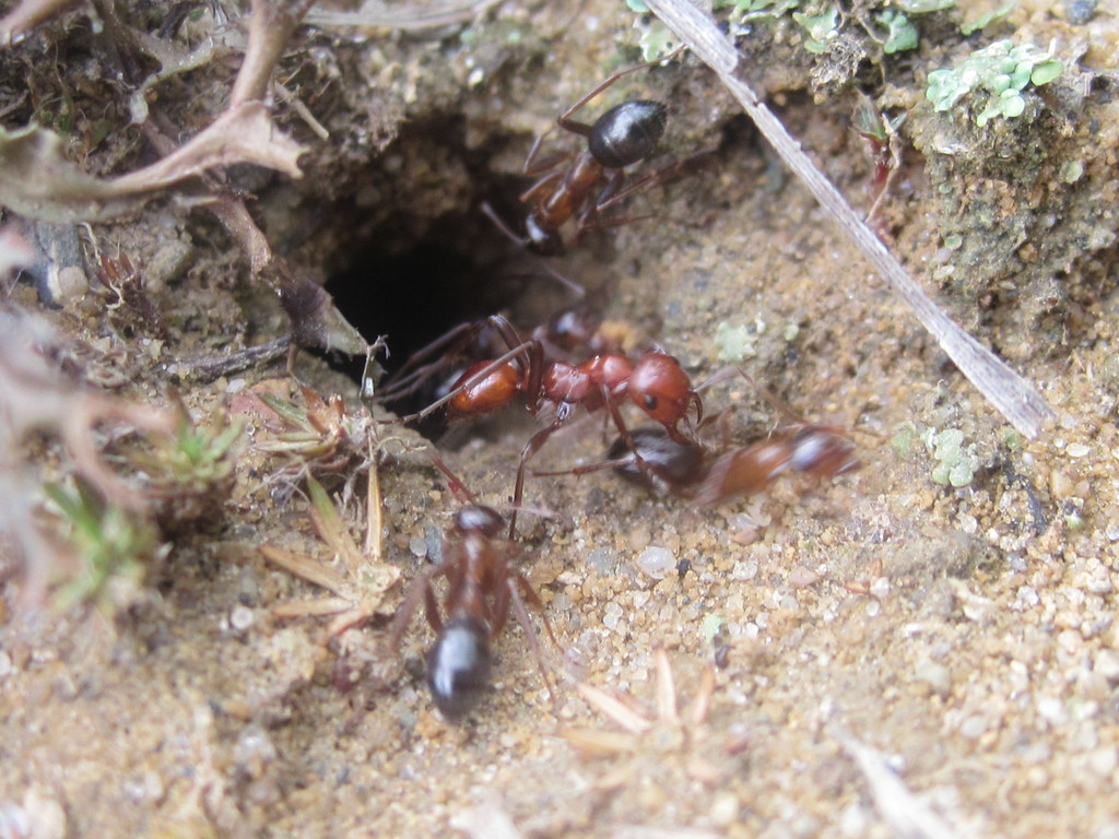 Shining Amazon Ant