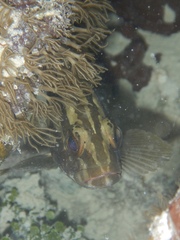 Epinephelus striatus