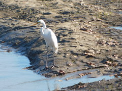 Ardea alba