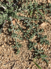 Anisocoma acaulis