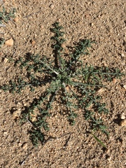 Anisocoma acaulis
