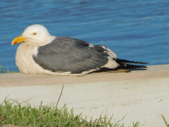 Larus occidentalis