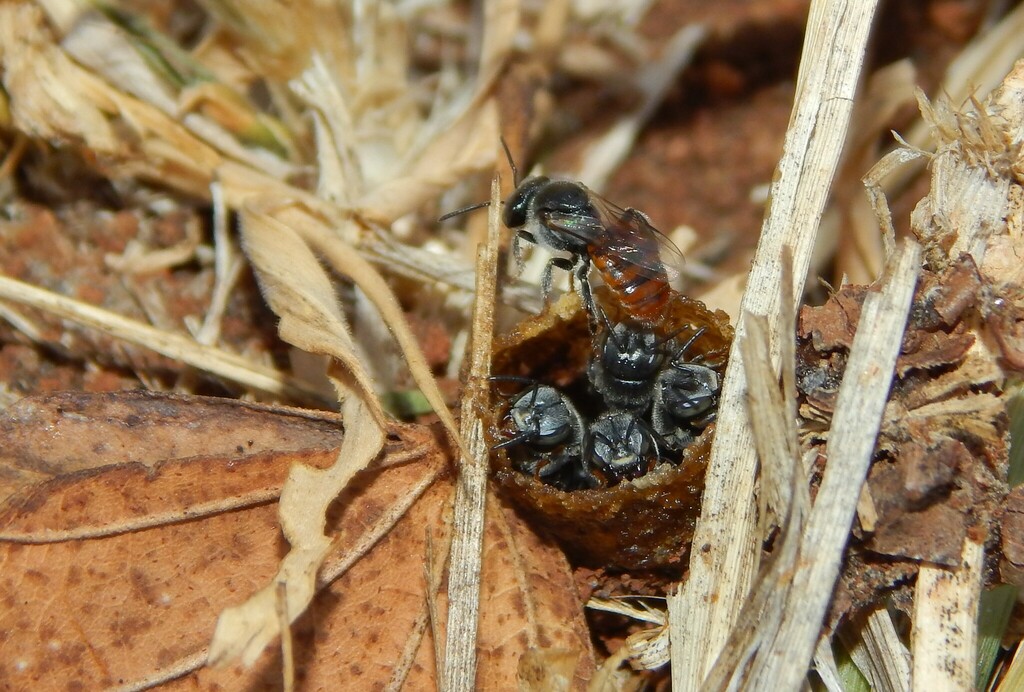 Mopane Stingless Bee