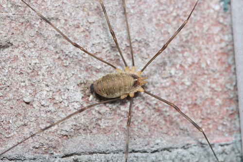 Canestrini's Harvestman, Anna Paulowna, Nederland, photo 10 of 10