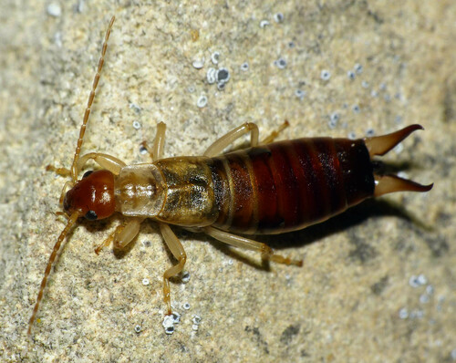 Deceiving Earwig