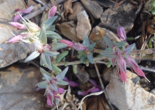 Odontites discolor