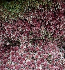 Sphagnum rubellum