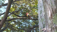 Platycercus eximius eximius