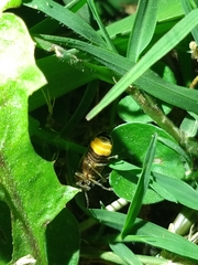 Photinus signaticollis