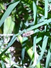 Photinus signaticollis