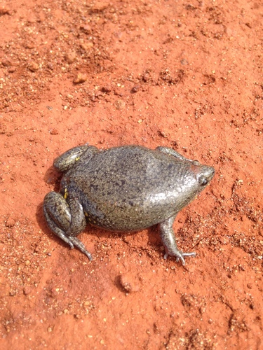 Elachistocleis bicolor