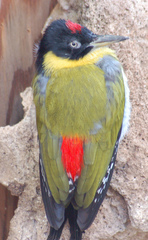 Black-Headed Woodpecker photo 2