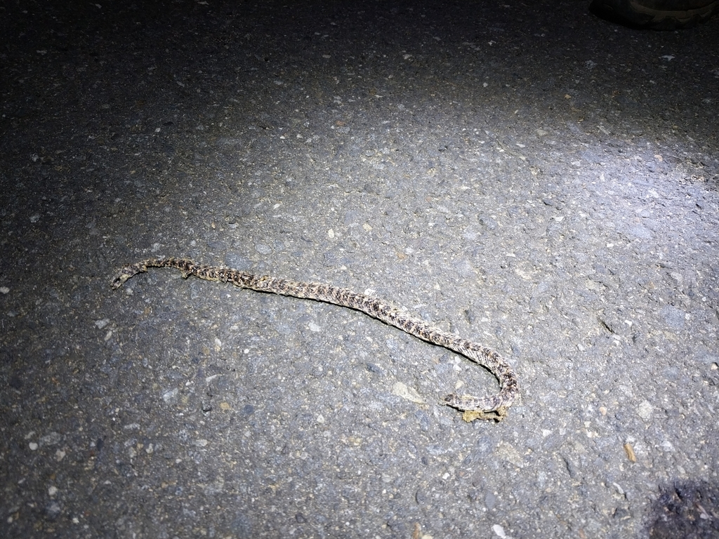 Red-banded Snake in July 2023 by Yucheol Shin · iNaturalist