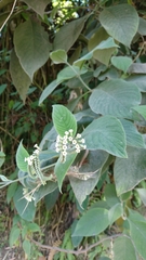 Tournefortia scabrida